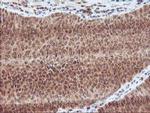 LCMT1 Antibody in Immunohistochemistry (Paraffin) (IHC (P))