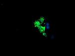 LCMT1 Antibody in Immunocytochemistry (ICC/IF)