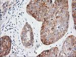 LCMT1 Antibody in Immunohistochemistry (Paraffin) (IHC (P))