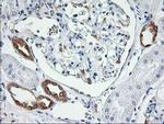 LCMT1 Antibody in Immunohistochemistry (Paraffin) (IHC (P))