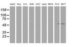 LCMT1 Antibody in Western Blot (WB)