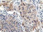 LCMT1 Antibody in Immunohistochemistry (Paraffin) (IHC (P))