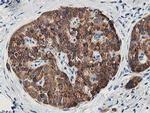 LCMT1 Antibody in Immunohistochemistry (Paraffin) (IHC (P))