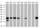 LCMT1 Antibody in Western Blot (WB)