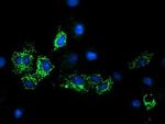 GATM Antibody in Immunocytochemistry (ICC/IF)