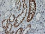 GATM Antibody in Immunohistochemistry (Paraffin) (IHC (P))