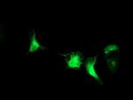 IRF6 Antibody in Immunocytochemistry (ICC/IF)