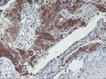 IRF6 Antibody in Immunohistochemistry (Paraffin) (IHC (P))