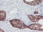 IRF6 Antibody in Immunohistochemistry (Paraffin) (IHC (P))