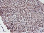 IRF6 Antibody in Immunohistochemistry (Paraffin) (IHC (P))