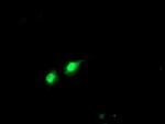 PHF21B Antibody in Immunocytochemistry (ICC/IF)