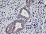 PHF21B Antibody in Immunohistochemistry (Paraffin) (IHC (P))