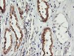 PHF21B Antibody in Immunohistochemistry (Paraffin) (IHC (P))