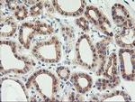 PHF21B Antibody in Immunohistochemistry (Paraffin) (IHC (P))