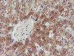 PHF21B Antibody in Immunohistochemistry (Paraffin) (IHC (P))