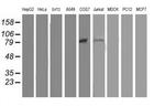 OSBP Antibody in Western Blot (WB)