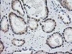 Aminoacylase Antibody in Immunohistochemistry (Paraffin) (IHC (P))