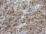 Aminoacylase Antibody in Immunohistochemistry (Paraffin) (IHC (P))