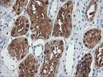 Aminoacylase Antibody in Immunohistochemistry (Paraffin) (IHC (P))