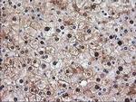 Aminoacylase Antibody in Immunohistochemistry (Paraffin) (IHC (P))