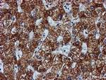 GATM Antibody in Immunohistochemistry (Paraffin) (IHC (P))