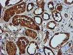 GATM Antibody in Immunohistochemistry (Paraffin) (IHC (P))