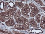 CBR3 Antibody in Immunohistochemistry (Paraffin) (IHC (P))