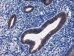 ALDH3A2 Antibody in Immunohistochemistry (Paraffin) (IHC (P))