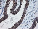 ALDH3A2 Antibody in Immunohistochemistry (Paraffin) (IHC (P))