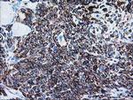 ALDH3A2 Antibody in Immunohistochemistry (Paraffin) (IHC (P))