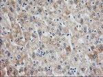 Adenylate Kinase 4 Antibody in Immunohistochemistry (Paraffin) (IHC (P))