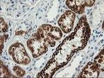 Adenylate Kinase 4 Antibody in Immunohistochemistry (Paraffin) (IHC (P))