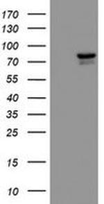 MCAK Antibody in Western Blot (WB)