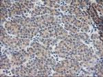 BAIAP2 Antibody in Immunohistochemistry (Paraffin) (IHC (P))