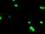 UBOX5 Antibody in Immunocytochemistry (ICC/IF)