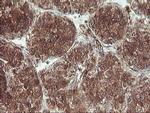 UBOX5 Antibody in Immunohistochemistry (Paraffin) (IHC (P))