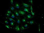 ATG3 Antibody in Immunocytochemistry (ICC/IF)