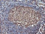 ATG3 Antibody in Immunohistochemistry (Paraffin) (IHC (P))