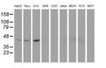 Nudel Antibody in Western Blot (WB)