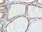 PNPO Antibody in Immunohistochemistry (Paraffin) (IHC (P))