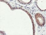 PNPO Antibody in Immunohistochemistry (Paraffin) (IHC (P))