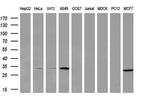 PNPO Antibody in Western Blot (WB)