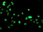 GTF2F1 Antibody in Immunocytochemistry (ICC/IF)