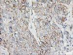 ANAPC2 Antibody in Immunohistochemistry (Paraffin) (IHC (P))