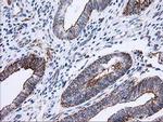 ANAPC2 Antibody in Immunohistochemistry (Paraffin) (IHC (P))