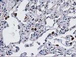 CCM2 Antibody in Immunohistochemistry (Paraffin) (IHC (P))