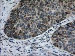 CCM2 Antibody in Immunohistochemistry (Paraffin) (IHC (P))