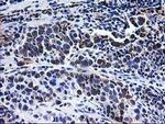 CCM2 Antibody in Immunohistochemistry (Paraffin) (IHC (P))