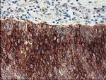 FDFT1 Antibody in Immunohistochemistry (Paraffin) (IHC (P))