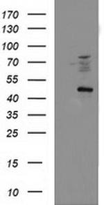 FDFT1 Antibody in Western Blot (WB)